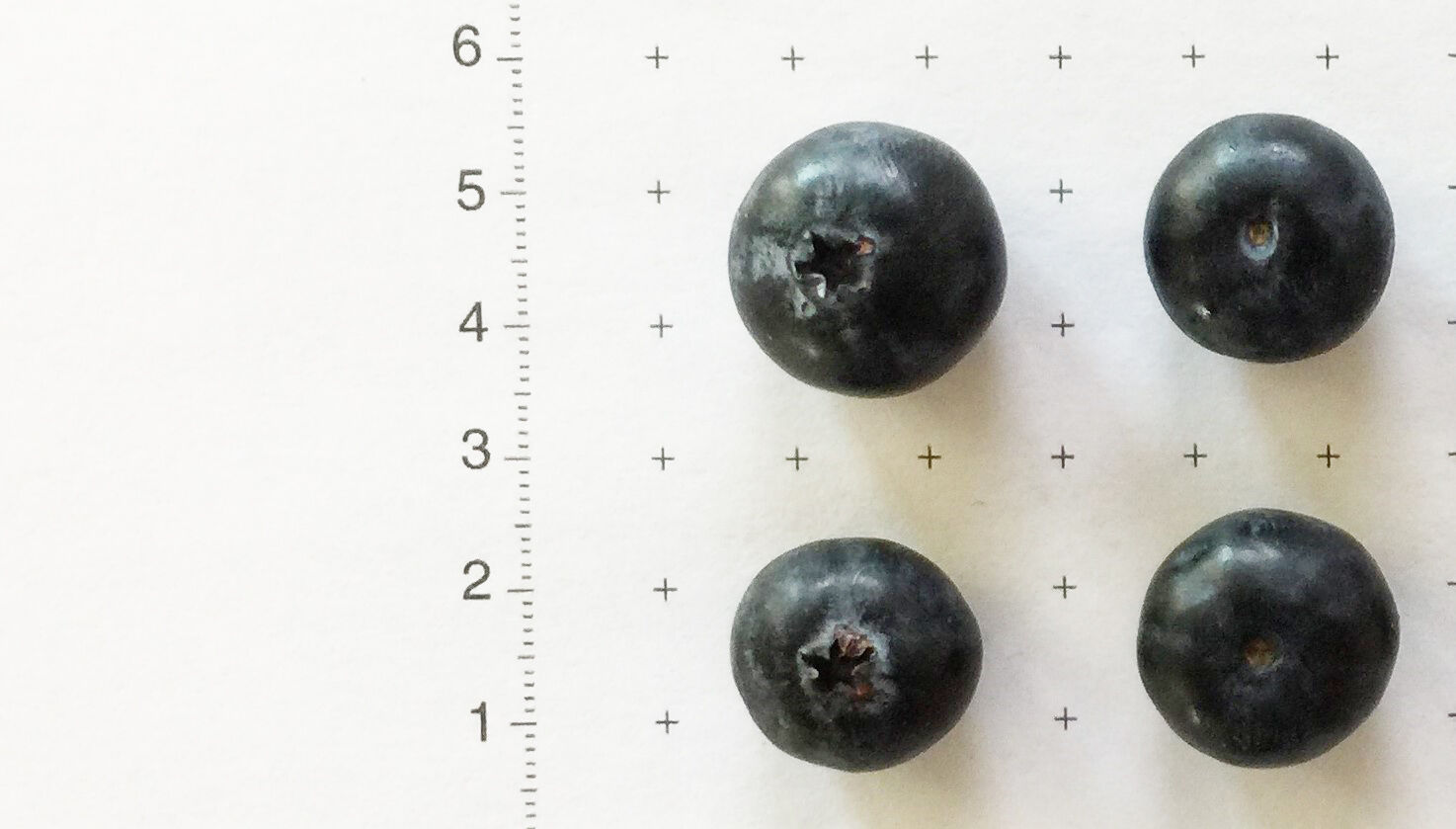 Sentinel Blueberry variety